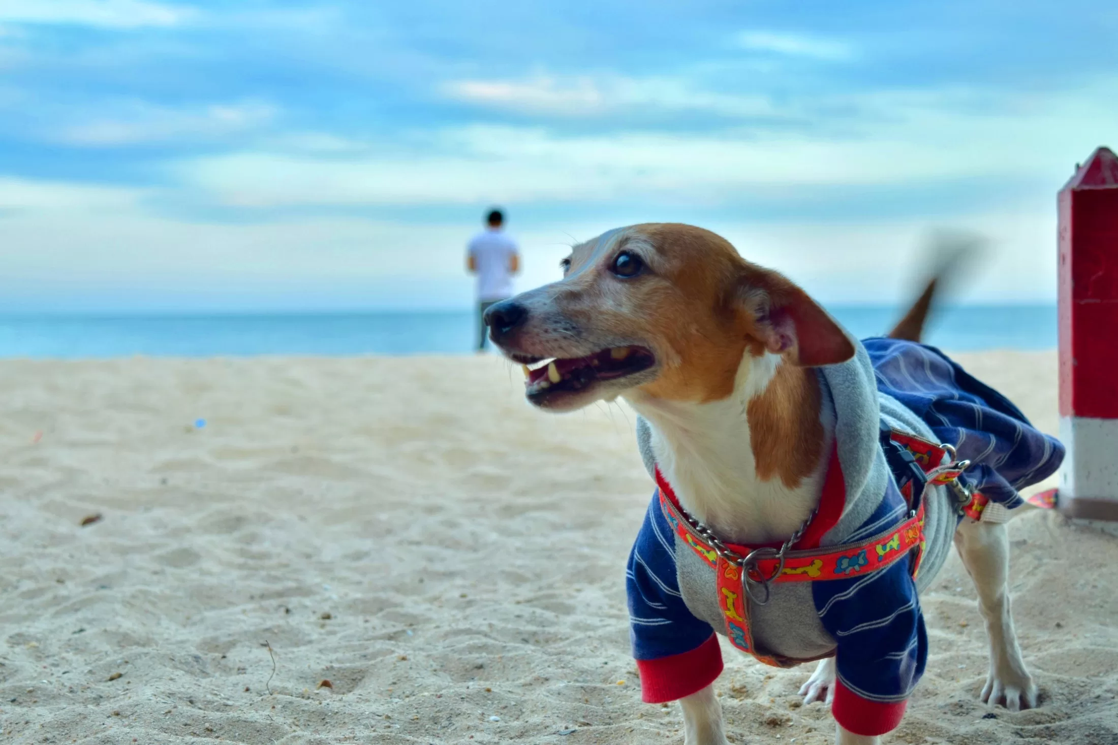 48-hour with four-legged friends at Phetchaburi-Ratchaburi